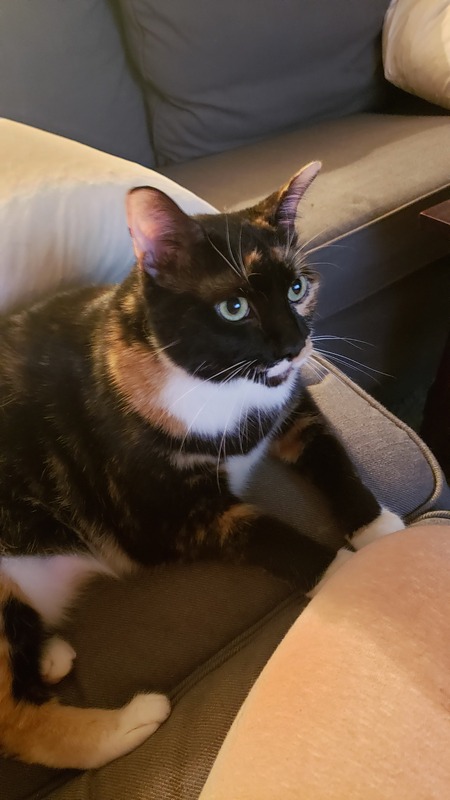 Entry image for Willow. Clicking this image will show a larger photo