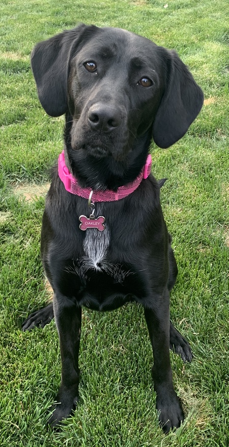 Entry image for Oakley. Clicking this image will show a larger photo