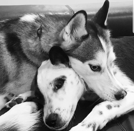 Entry image for Dexter & Sammy. Clicking this image will show a larger photo