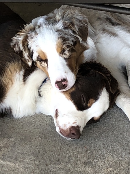 Entry image for Trixie and Diesel. Clicking this image will show a larger photo