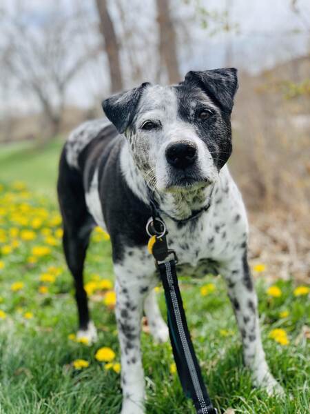 Entry image for Frosty. Clicking this image will show a larger photo