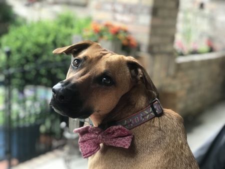 Entry image for Gilie. Clicking this image will show a larger photo