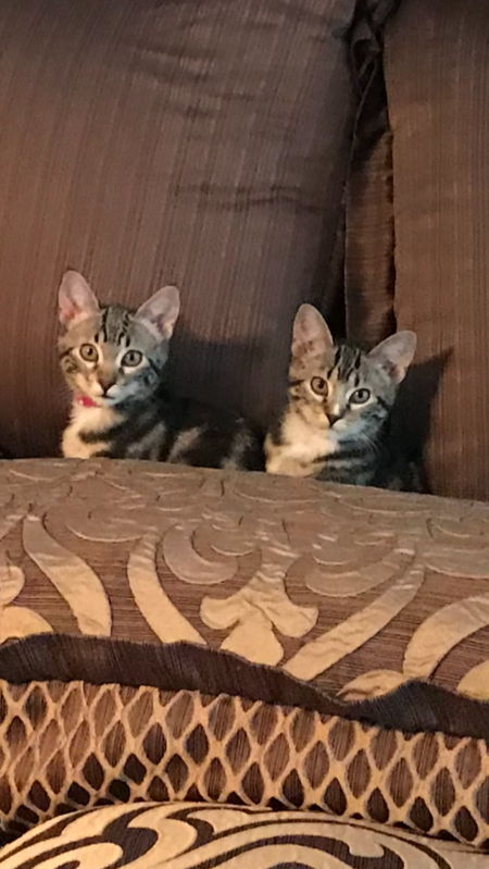 Entry image for Bella and Bailey. Clicking this image will show a larger photo