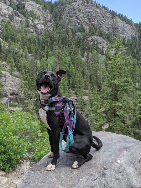 Entry image for Roxi. Clicking this image will show a larger photo