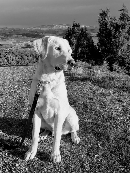 Entry image for Ollie. Clicking this image will show a larger photo