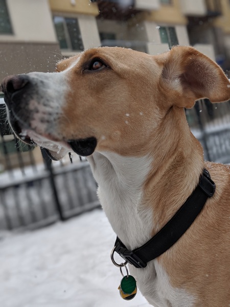 Entry image for Tucker. Clicking this image will show a larger photo