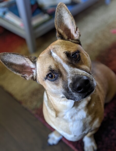 Entry image for Milo. Clicking this image will show a larger photo