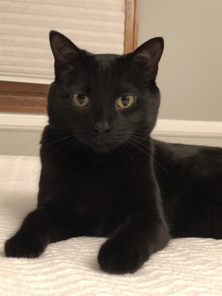 Entry image for Nox. Clicking this image will show a larger photo