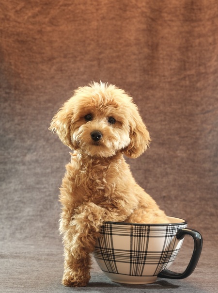 Entry image for Ginger. Clicking this image will show a larger photo