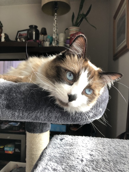 Entry image for Toby. Clicking this image will show a larger photo