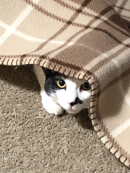 Entry image for Pepper. Clicking this image will show a larger photo