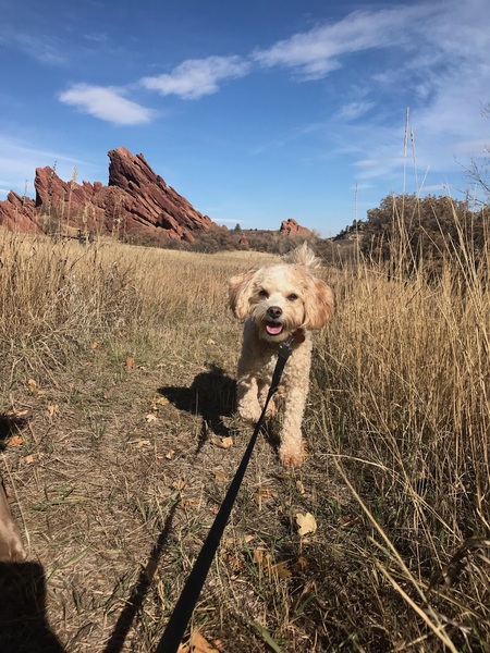 Entry image for Abby. Clicking this image will show a larger photo