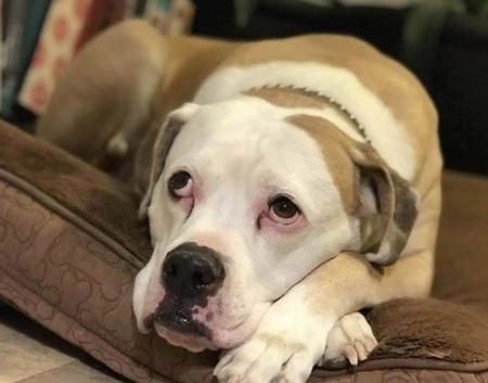 Entry image for Monkey Pants. Clicking this image will show a larger photo