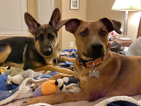 Entry image for Luke and Leia Pallas. Clicking this image will show a larger photo