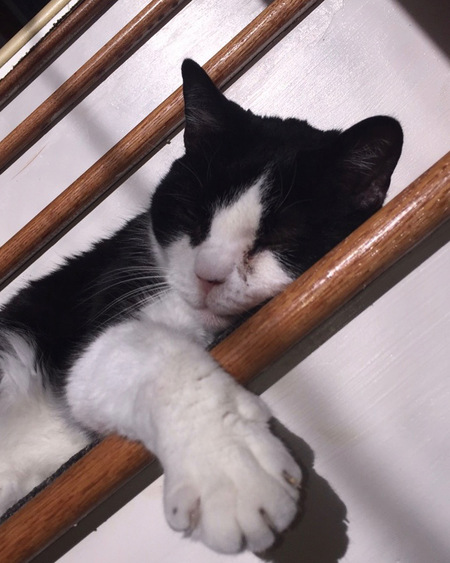 Entry image for Snuffles. Clicking this image will show a larger photo