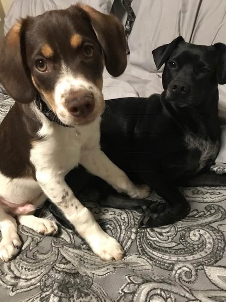 Entry image for Copper - beagle mix   Bella - dachshund terrier mix. Clicking this image will show a larger photo