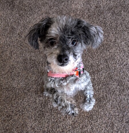 Entry image for Fiona. Clicking this image will show a larger photo