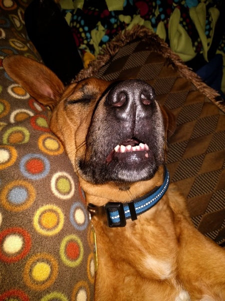 Entry image for Ruger. Clicking this image will show a larger photo