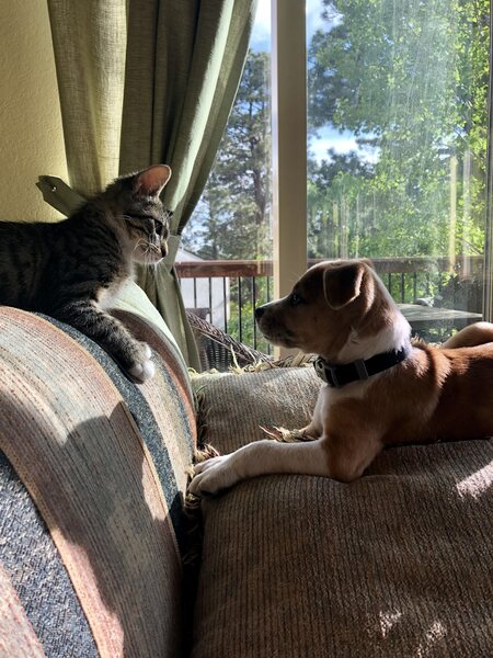 Entry image for Ivy and Rocco. Clicking this image will show a larger photo