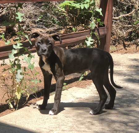 Entry image for KoKo Bean. Clicking this image will show a larger photo