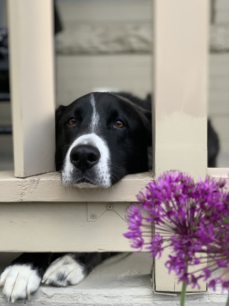 Entry image for Willie Nelson Flanagan-Sweat. Clicking this image will show a larger photo