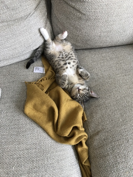 Entry image for Pixel. Clicking this image will show a larger photo