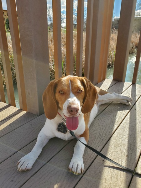 Entry image for Redd . Clicking this image will show a larger photo