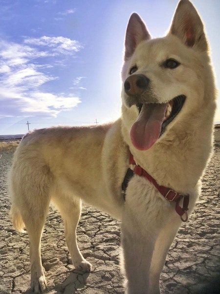 Entry image for Diamond. Clicking this image will show a larger photo