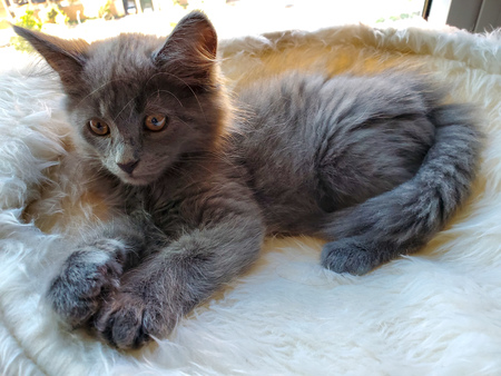 Entry image for Kimchi. Clicking this image will show a larger photo