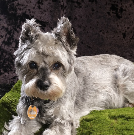 Entry image for Sasha. Clicking this image will show a larger photo