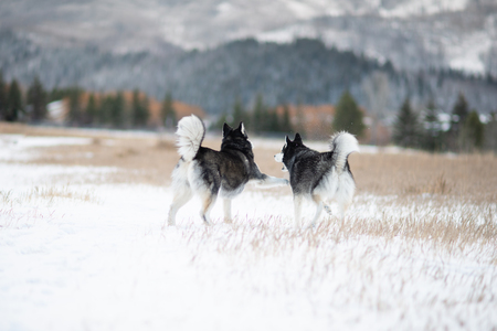 Entry image for Oakley and Joie 2. Clicking this image will show a larger photo