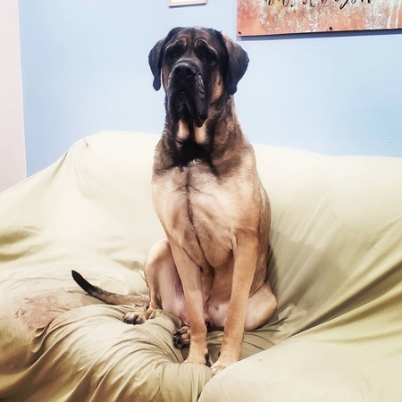 Entry image for Tonka. Clicking this image will show a larger photo