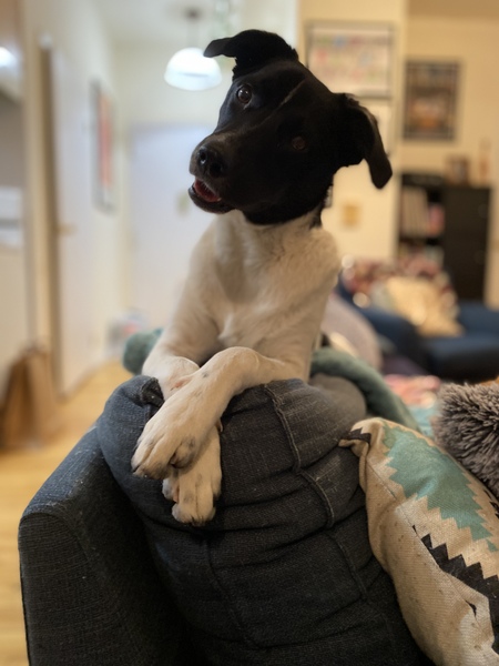 Entry image for Milhouse. Clicking this image will show a larger photo