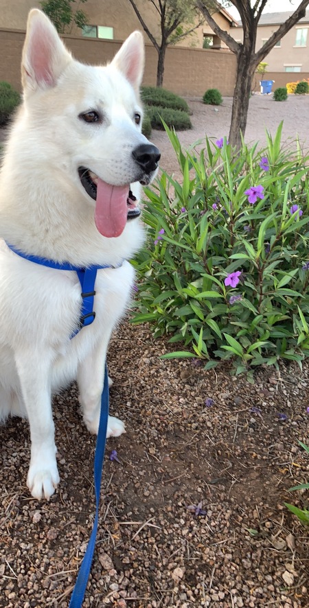 Entry image for Zelo. Clicking this image will show a larger photo