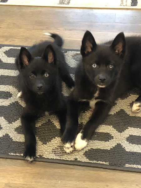 Entry image for Titus and Dex. Clicking this image will show a larger photo