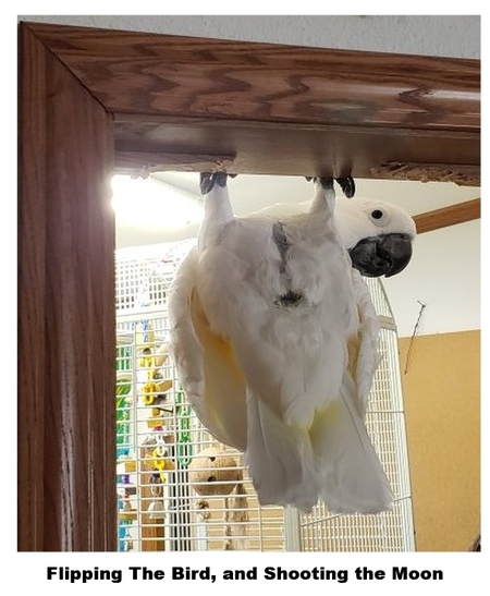 Entry image for Oz. Clicking this image will show a larger photo