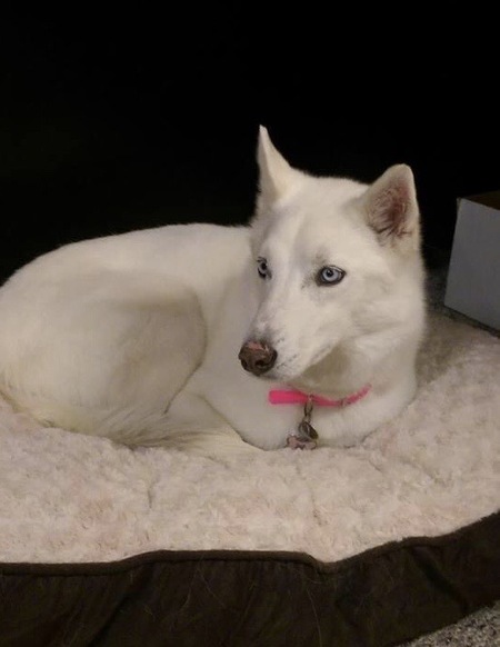 Entry image for Kimber. Clicking this image will show a larger photo