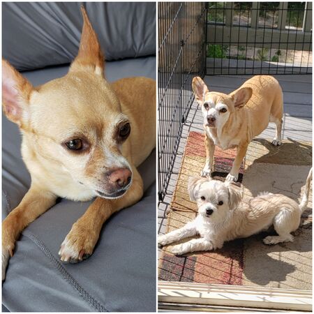 Entry image for Cookie, PD & Iris. Clicking this image will show a larger photo