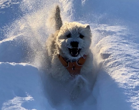 Entry image for Reilly. Clicking this image will show a larger photo