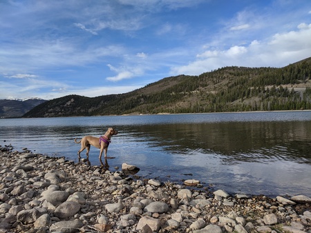 Entry image for Nala. Clicking this image will show a larger photo