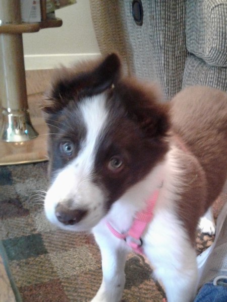 Entry image for Annie Marie. Clicking this image will show a larger photo