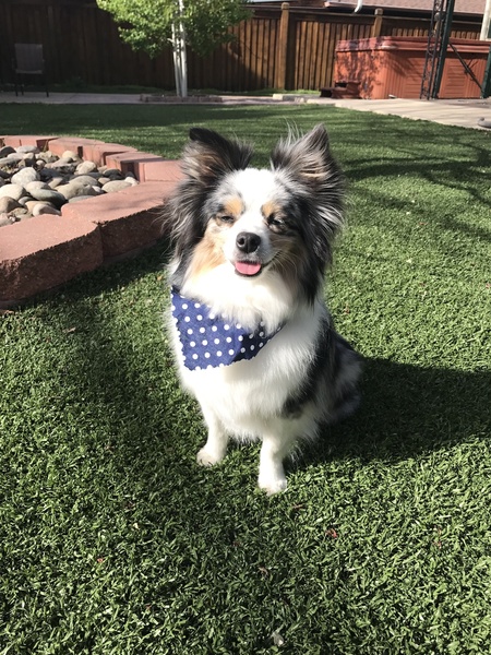 Entry image for Riley. Clicking this image will show a larger photo