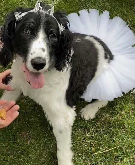 Entry image for Maggie Magpie . Clicking this image will show a larger photo