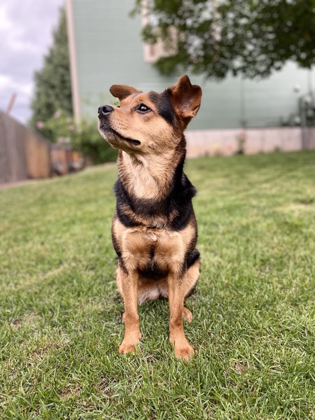 Entry image for Brookie. Clicking this image will show a larger photo