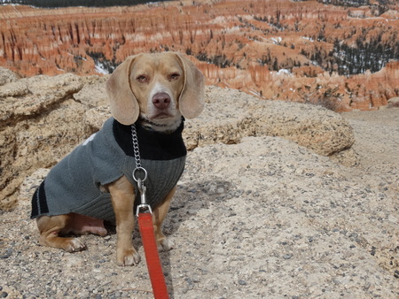 Entry image for Ash. Clicking this image will show a larger photo