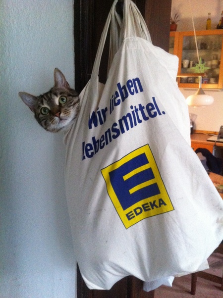 Entry image for Bernie. Clicking this image will show a larger photo