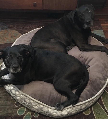 Entry image for Harley & Lacey. Clicking this image will show a larger photo