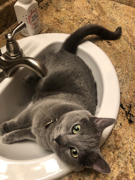 Entry image for Lily. Clicking this image will show a larger photo