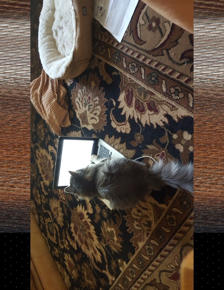 Entry image for Vladi . Clicking this image will show a larger photo