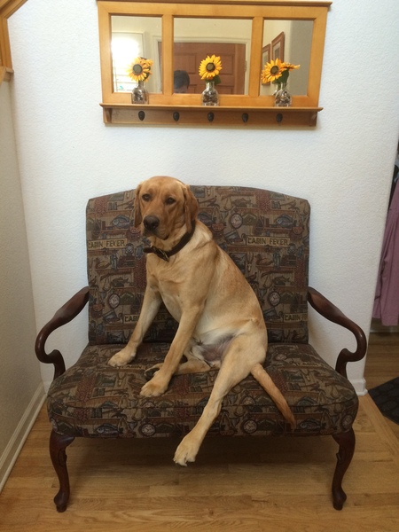 Entry image for Wally. Clicking this image will show a larger photo